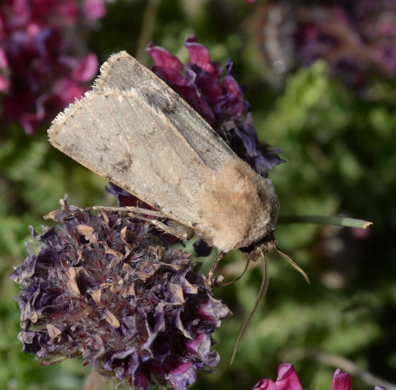 Agrotis cinerea